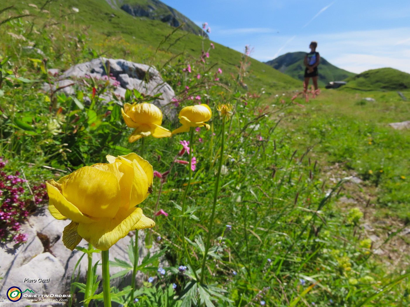 21 Trollius europaeus (Botton d'oro) con Baita Zuccone.JPG